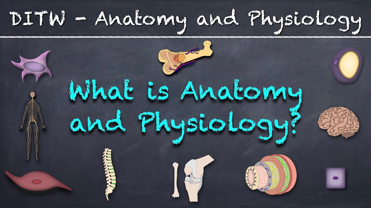 DITW, What is Anatomy and Physiology? A whiteboard-style animated explainer video